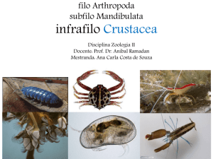 FILO Arthropoda SUBFILO Mandibulata INFRAFILO Crustacea