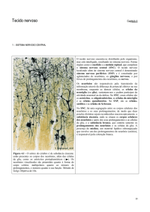 Tecido nervoso