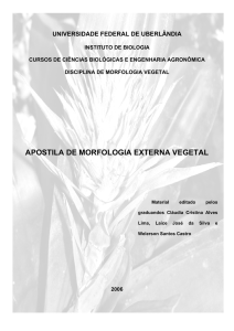 Raiz - Anatomia Vegetal