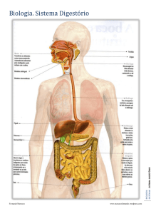 Biologia. Sistema Digestório