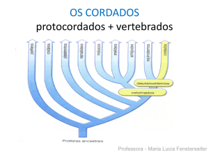 OS CORDADOS protocordados + vertebrados