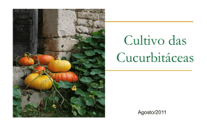 Cultivo das Cucurbitáceas