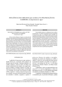 Campomanesia spp. - Almanaque do Campo