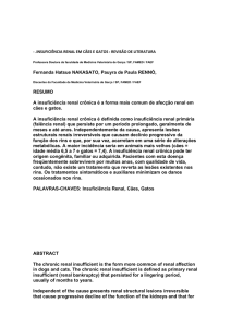 Insuficiência Renal em Cães e Gatos