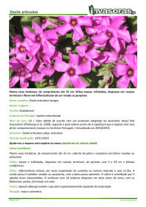Oxalis articulata_torrinha