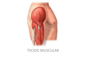 TECIDO MUSCULAR ESQUELÉTICO