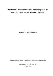 Metabolismo de Glicose Durante a Embriogênese do