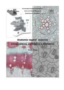 6,2 MB - Anatomia Vegetal UFPE