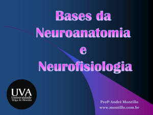 Neuroanatomofisiologia
