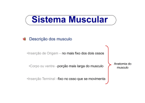 Sistema Muscular