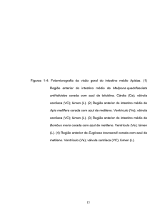 13 Figuras 1-4: Fotomicrografia da visão geral do intestino médio