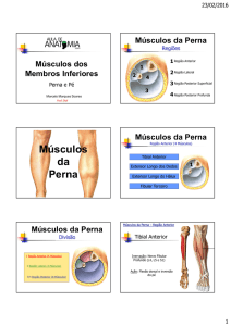 Músculos da Perna - Aula de Anatomia
