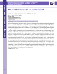 Elemento But2 e seus MITEs em Drosophila 55º Congresso