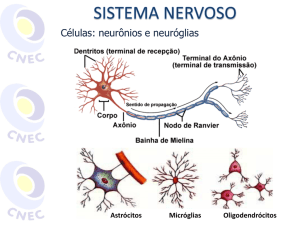 Células: neurônios e neuróglias