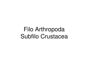 Filo Arthropoda Subfilo Crustacea