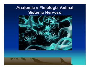 Anatomia e Fisiologia Animal Sistema Nervoso 2