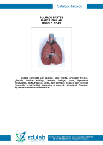 pulmão 7 partes marca: edulab modelo: ed-p7