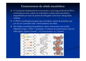 núcleo e cromossomos - 1º ano