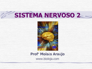 Sistema Nervoso 2