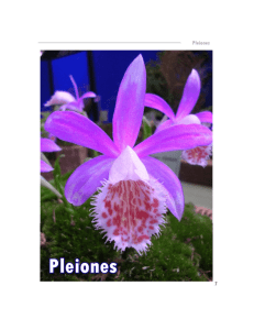 Pleiones - Lusorquideas