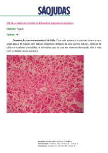 17) Observação de inclusão de Bilirrubina (pigmento endógeno)