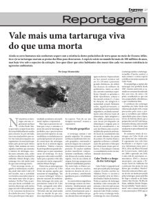 Reportagem sobre as tartarugas marinhas de Cabo Verde
