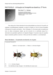 Utilização de Drosophila em Genética – Parte II