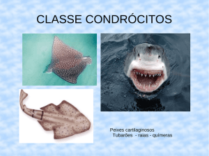 classe condrócitos - proinfocrtetoledo2010