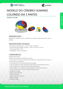 modelo do cérebro humano colorido em 3 partes