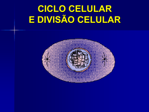 Ciclo celular_ mitose e meiose