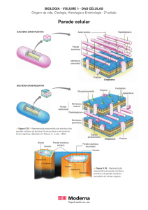 Parede celular - Biologia Celular