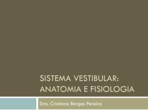 Sistema vestibular: anatomia e fisiologia