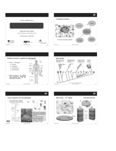 Como se gravam mem&oacute;rias no c&eacute;rebro?