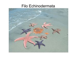 Filo Echinodermata