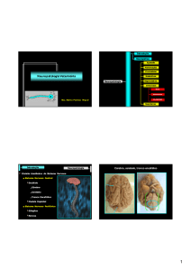 Neuropatologia Veterinária Cérebro, cerebelo, tronco encefálico