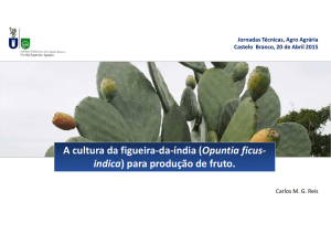 A cultura da figueira-da-índia (Opuntia ficus