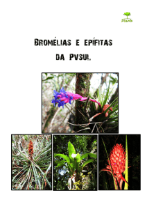 Bromélias e Epífitas da PV-Sul
