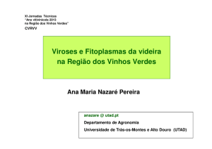 Viroses e Fitoplasmas da videira na Região dos