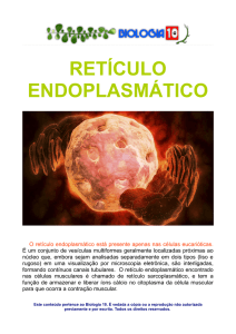 Retículo endoplasmático