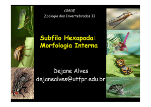 Subfilo Hexapoda: Morfologia Interna