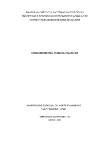 fungos micorrízicos, bactérias diazotróficas endofíticas e