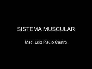 sistema muscular