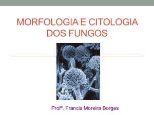 Morfologia e citologia de fungos