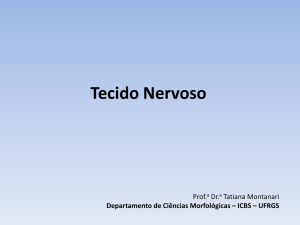 Tecido Nervoso
