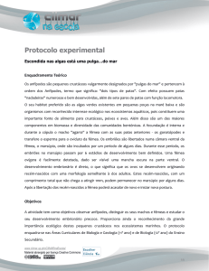 Protocolo experimental