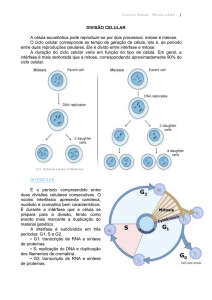 Divisão Celular