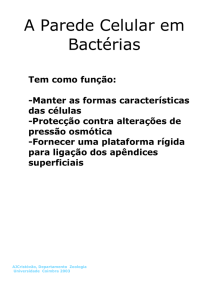 A Parede Celular em Bactérias