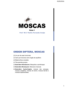 moscas - Universo de Cursos