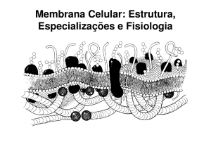 Membrana Celular: Estrutura, Especializações e Fisiologia