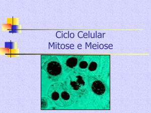 Ciclo Celular Mitose e Meiose